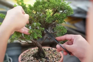 El arte de cuidar tu negocio como a un bonsai